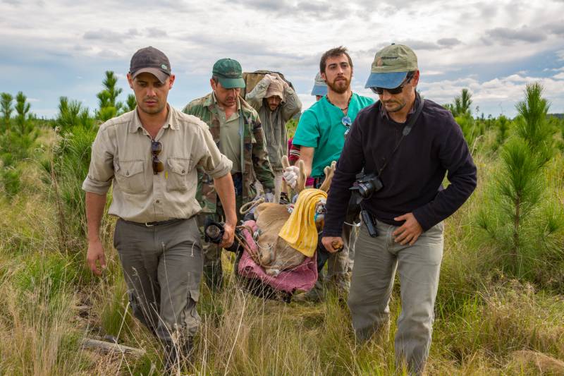 Traslocación de un ciervo de las pampas en Argentina
