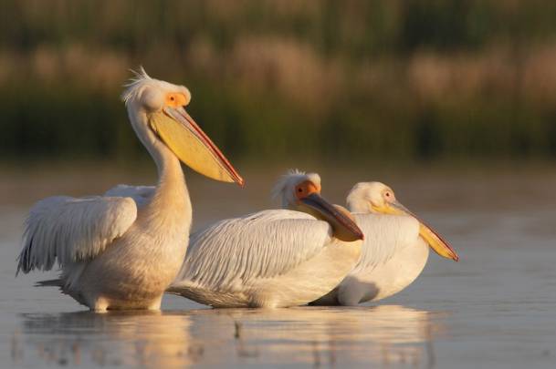 Pelícanos en la reserva del delta del Danuvio