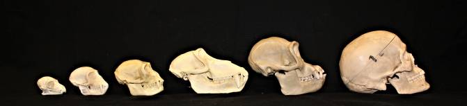 Cráneos de un lémur macho adulto (Lemur catta), mono vervet (Chlorocebus pygerythrus), gibón (Hylobates lar), babuino (Papio hamadrayas), chimpancé (Pan troglodytes) y humano (Homo sapiens) / Megan Petersdorf