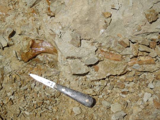 Huesos de Peregocetus, aún parcialmente enterrados