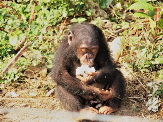 Un chimpancé comiendo fruta / James Higham