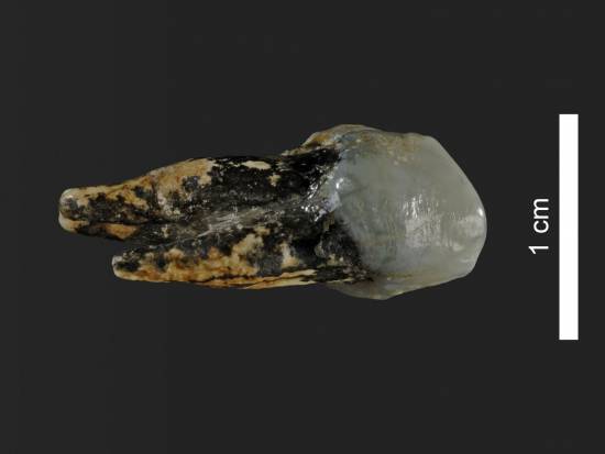 Premolar superior de 7,24 millones de años de Graecopithecus hallado Bulgaria / Wolfgang Gerber, Universidad de Tübingen