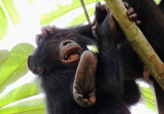 Bonobos jóvenes que participan en juegos sociales. / Kathelijne Koops