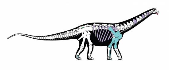 Reconstrucción esquelética del nuevo dinosaurio. Los huesos que se muestran en color son aquellos que se conservan en el fósil original / Andrew McAfee, Carnegie Museum of Natural History