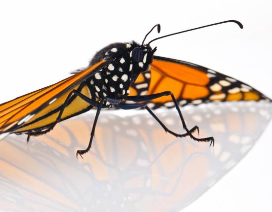 Mariposa monarca adulta / Ellen Woods. Copyright Anurag Agrawal, Cornell University.