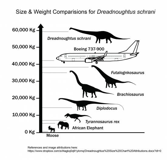 Comparación de tamaño y peso de Dreadnoughtus. / Nature.
