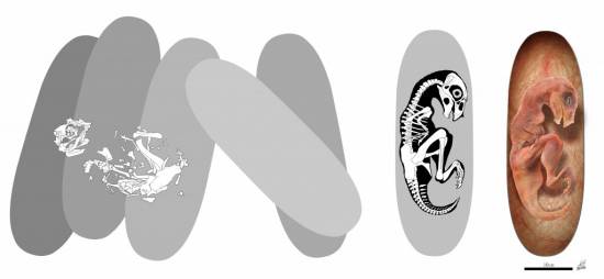 Ilustración del embrión de Beibeilong y del fósil del huevo, con la reconstrucción de modelos del esqueleto / Zhao Chuang