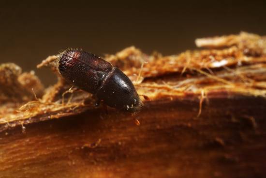 El escarabajo Scolytus scolytus. / CSIC