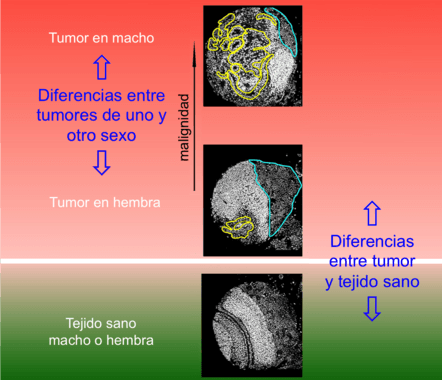 Diferencias entre tumores de mosca del vinagre macho y hembra / Cayetano González, IRB Barcelona.