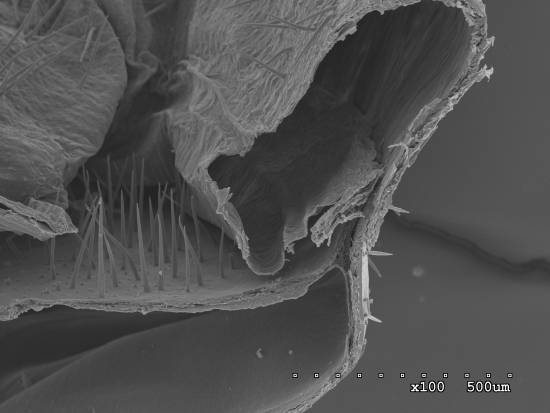 Imagen de ‘Memoremea’ tomada con microscopio. /RJB -CSIC)­­