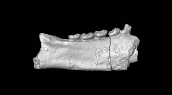 Fósil de 'Propotto leakeyi', que vivió hace unos 20 millones de años en Kenia. Original ubicado en los Museos Nacionales de Kenia / Duke SMIF