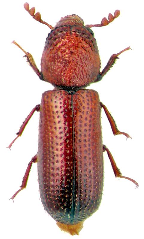 escarabajo común