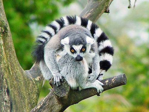 Lemur. Foto: Tambako.