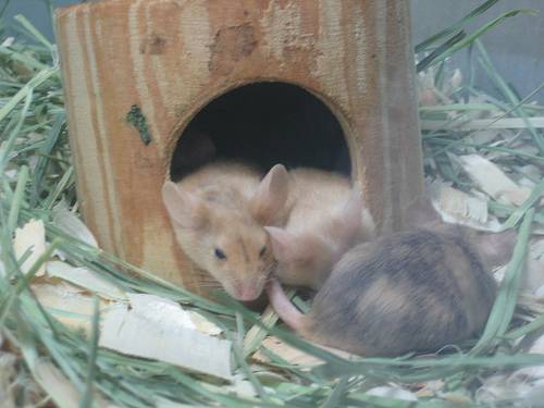 Las ratonas preñadas ignoran el olor de los machos. Foto: Christy Bassman