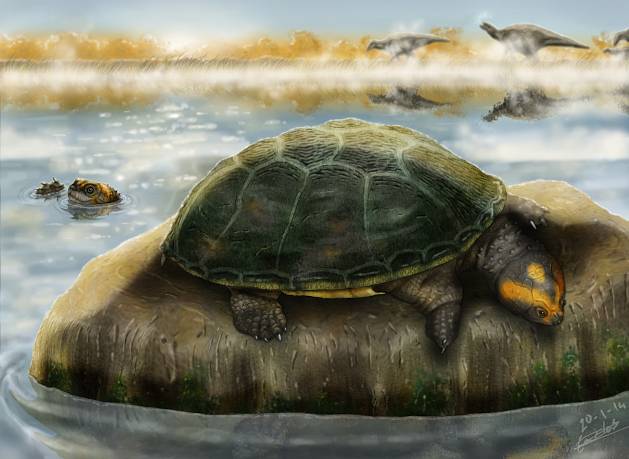 Ilustración de dos ejemplares de ‘Eodortoka morellana’ disfrutando en el agua / Carlos de Miguel Chaves.