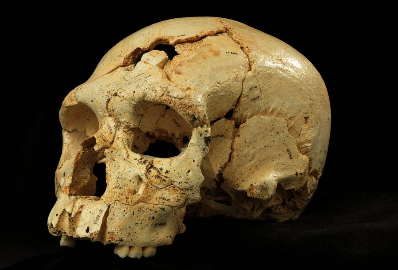 Cráneo 17 de la Sima de los Huesos, en la Sierra de Atapuerca (Burgos). / Javier Trueba - Madrid Scientific Films.