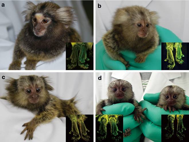 Científicos crean mono híbrido con manos fosforescentes y ojos verdes