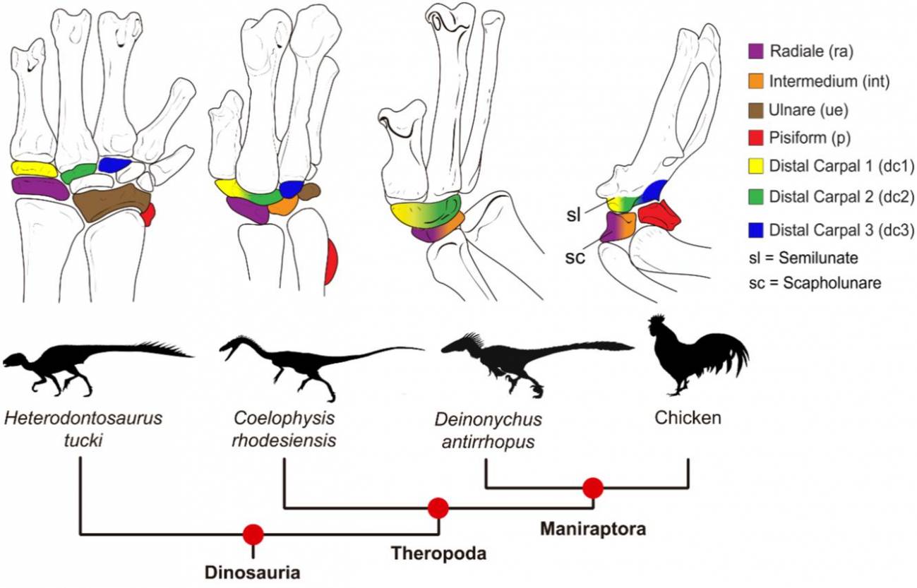 Descifran cómo los brazos de los dinosaurios se convirtieron en alas de  pájaros