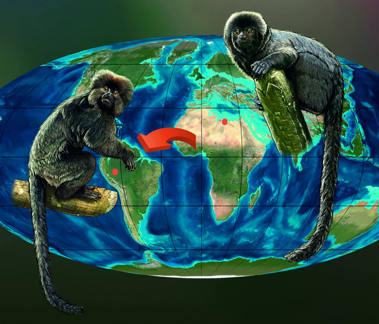 La investigación retrotrae el primer registro de fósiles de primate en América del Sur unos 10 millones de años