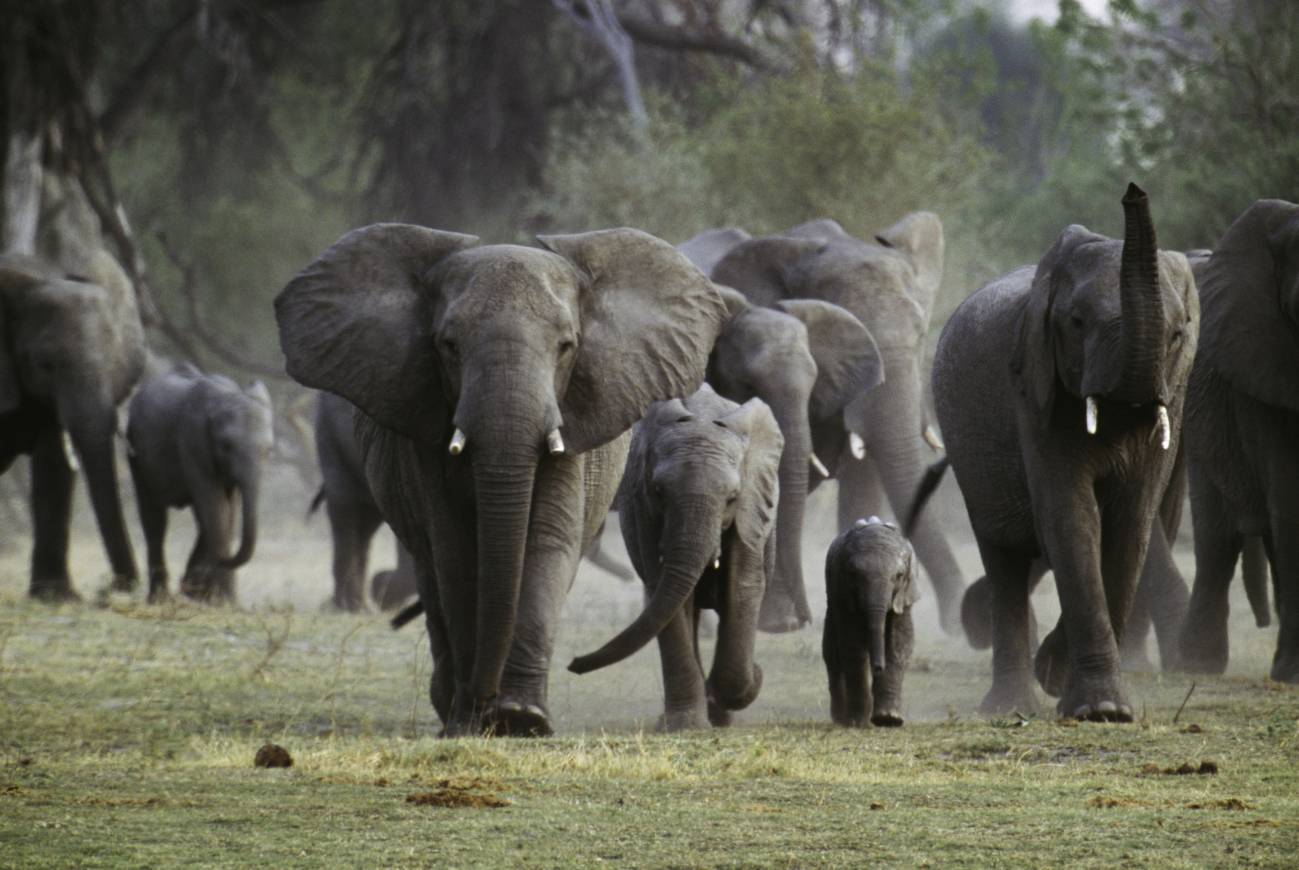 Tráfico ilegal de elefantes