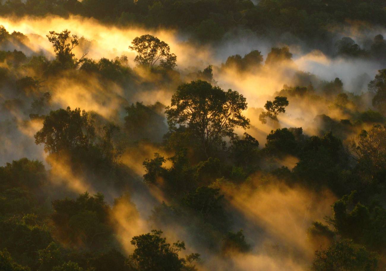 Desde los años 90, la cantidad de CO2 que almacena la biomasa de los bosques amazónicos ha disminuido a la mitad 
