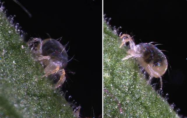 El genoma de la araña roja permitirá combatir sus plagas y crear nuevos nanomateriales con su seda
