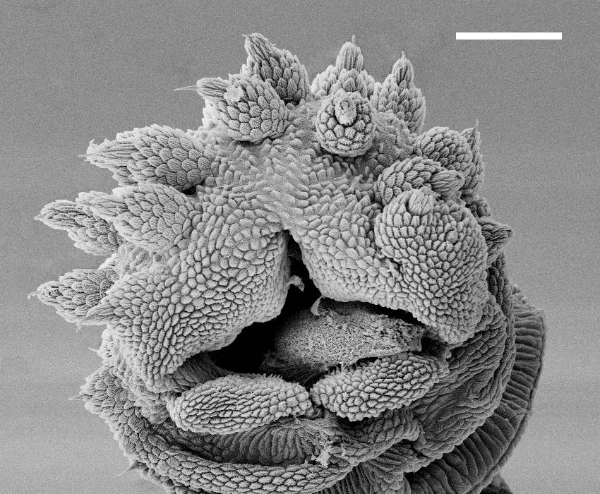 La cabeza del gusano de terciopelo permanece en una posición fija cuando lanza el chorro de baba