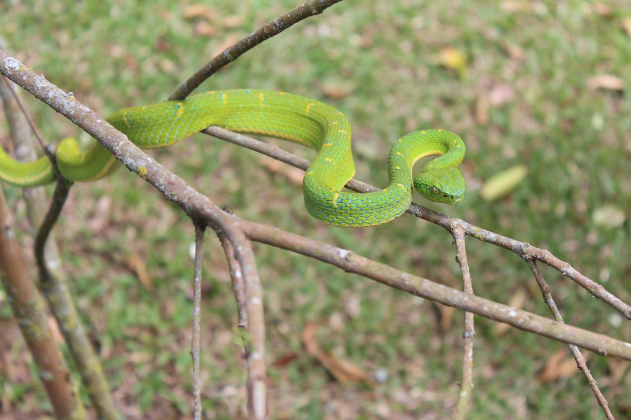 La percepción de las serpientes es muy específica e independiente de otros estímulos relacionados con el miedo