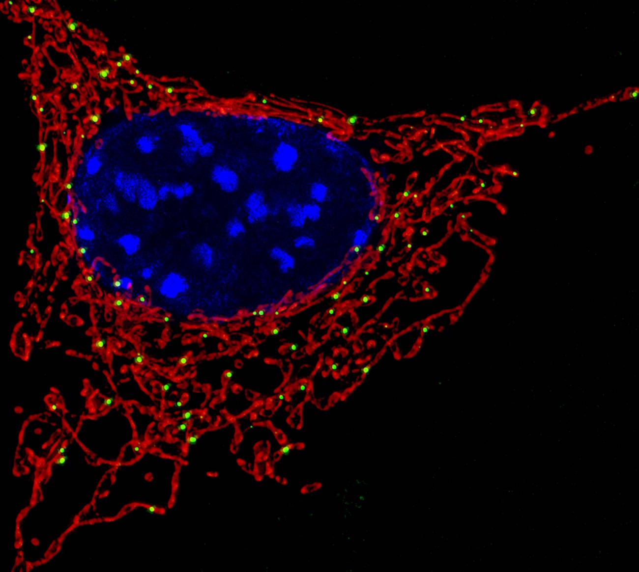 Las mitocondrias (en color rojo) son orgánulos que dotan a la célula de energía. / NICHD. 