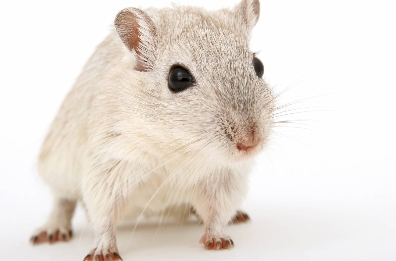 Los investigadores modificaron genéticamente a los ratones para que desarrollaran la enfermedad. / Robert Owen-Wahl 
