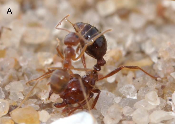 Una hormiga loca se unta el ácido protector