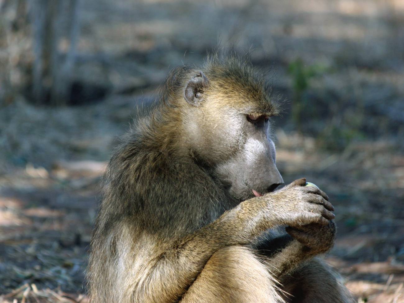 Los babuinos ingieren algunas plantas para evitar parásitos. / Volker Schumann