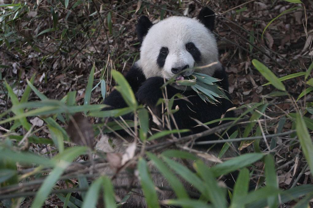paracaídas unir Adjuntar a Los pandas gastan menos energía para permitirse una dieta a base de bambú