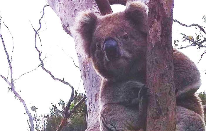 Los secretos de la llamada del koala