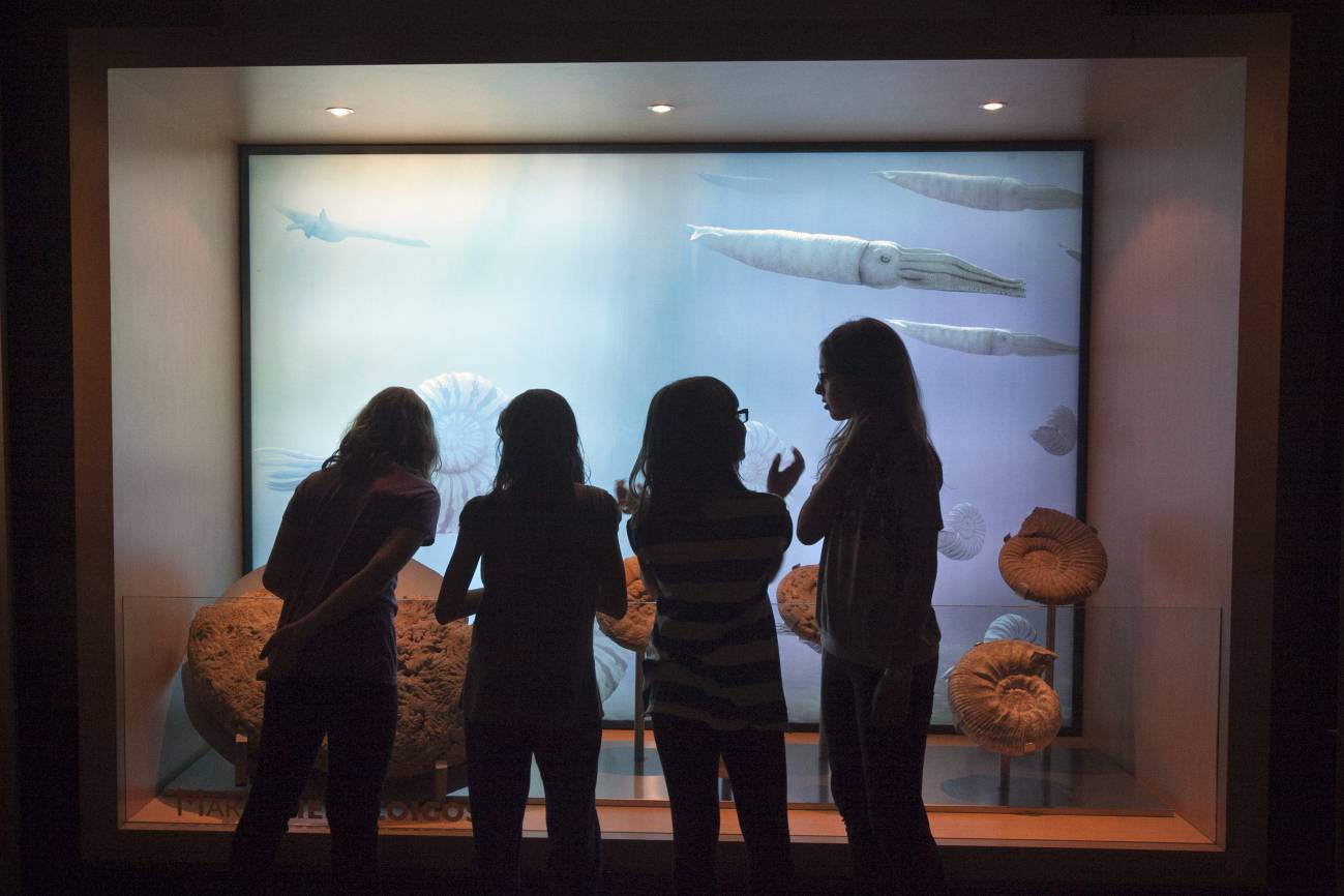 Niños miran una vitrina con fósiles en el Museo Nacional de Ciencias Naturales. / SINC