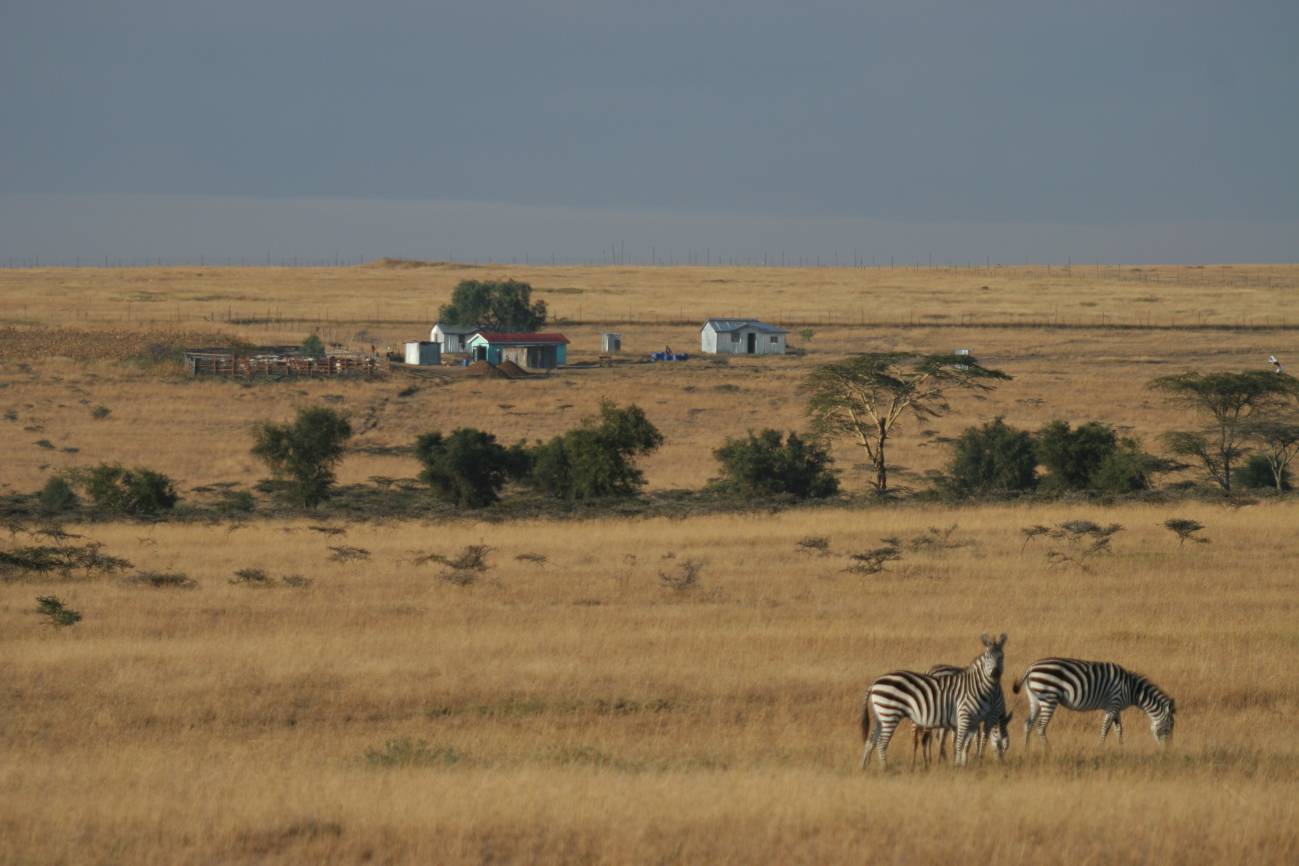 Alertan de un preocupante declive de la fauna salvaje del parque Masai Mara 