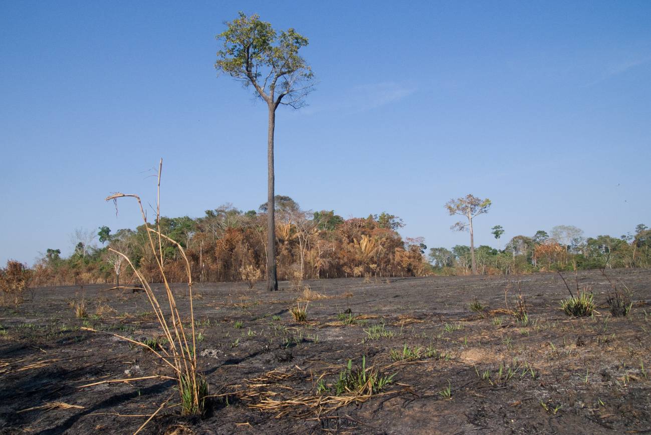 Científicos aseguran que es posible reducir un 20% la tasa de deforestación del Amazonas para 2020 