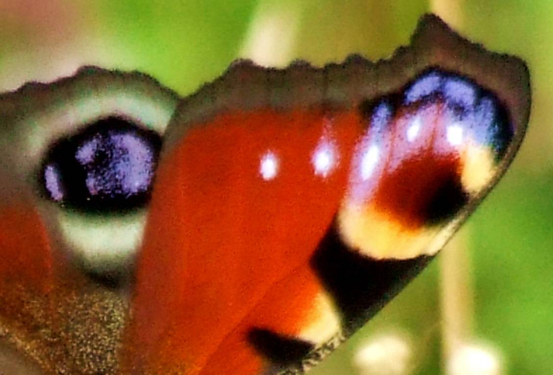 alas de mariposa