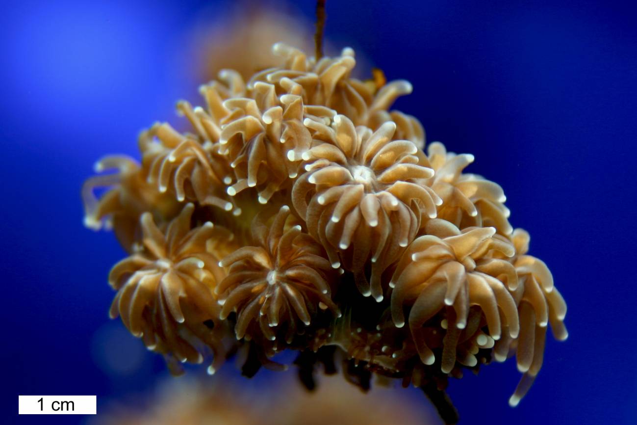 Comprender la compleja respuesta de los corales al cambio climático