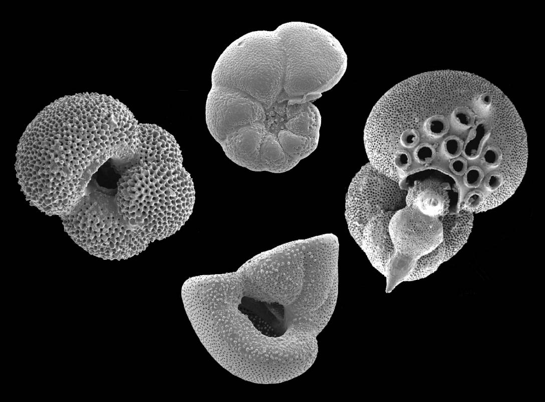 Conchas microscópicas de plancton bien conservadas.
