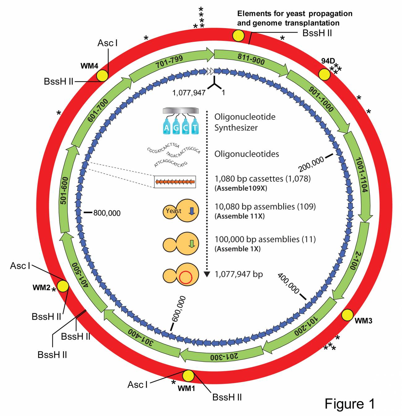 Esquema del ensamblaje del genoma de la Mycoplasma mycoides JCVI-syn1.0