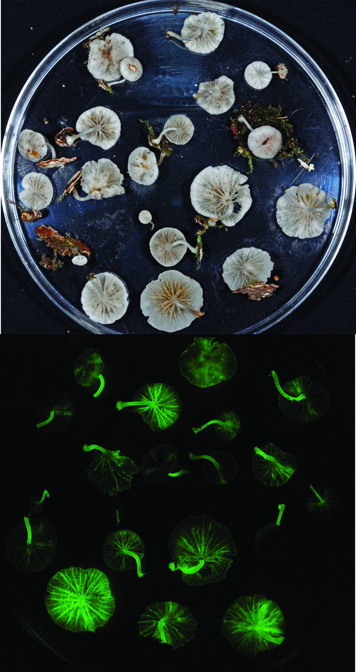 Descubren siete nuevas especies de hongos luminiscentes