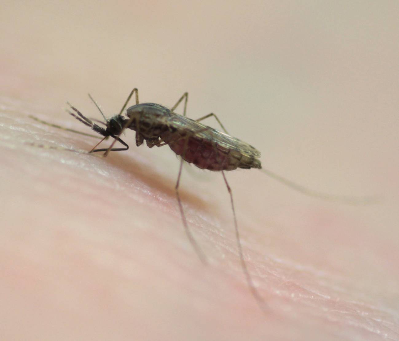 Desvelan los secretos de la malaria a través de los genes de los mosquitos
