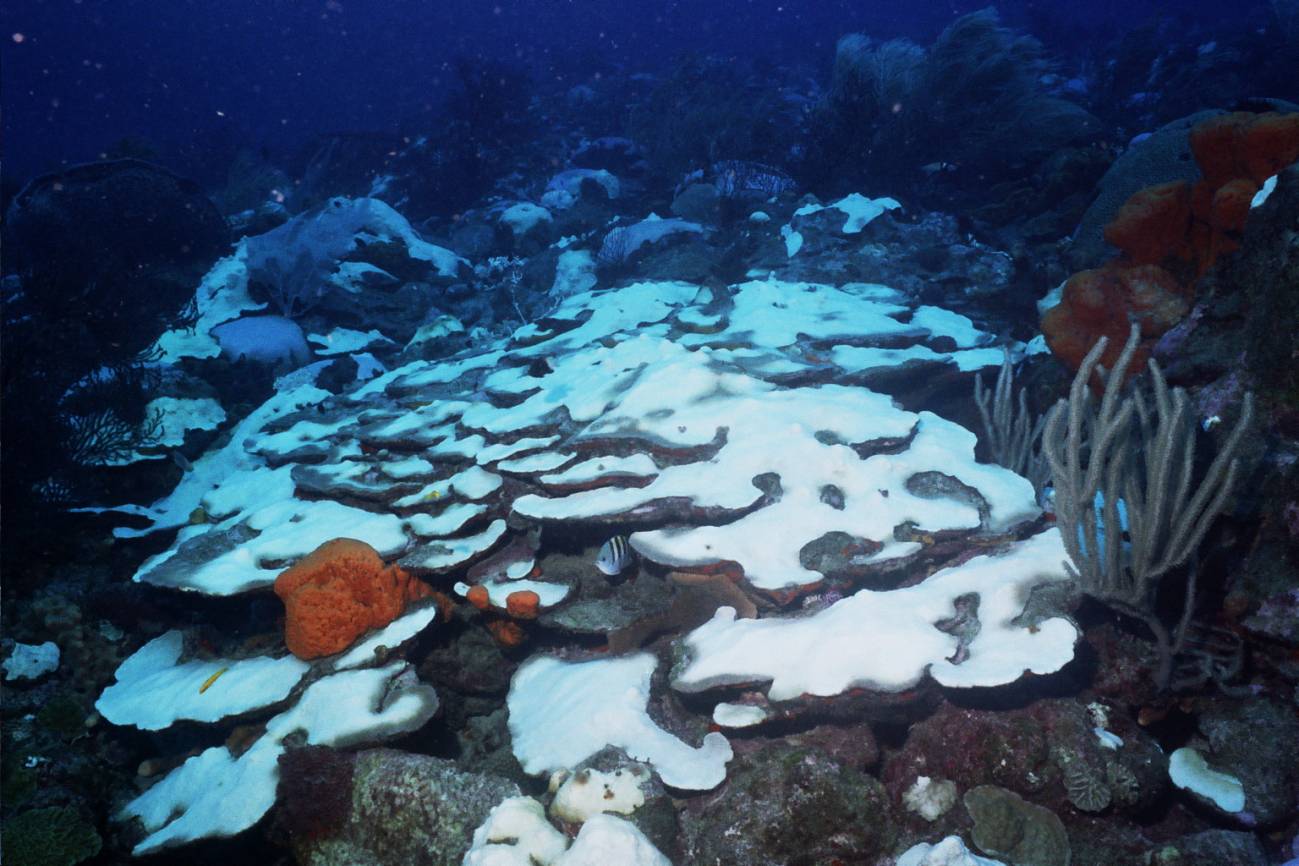 Symbiodinium trenchi, especie de alga rara en el Mar Caribe.