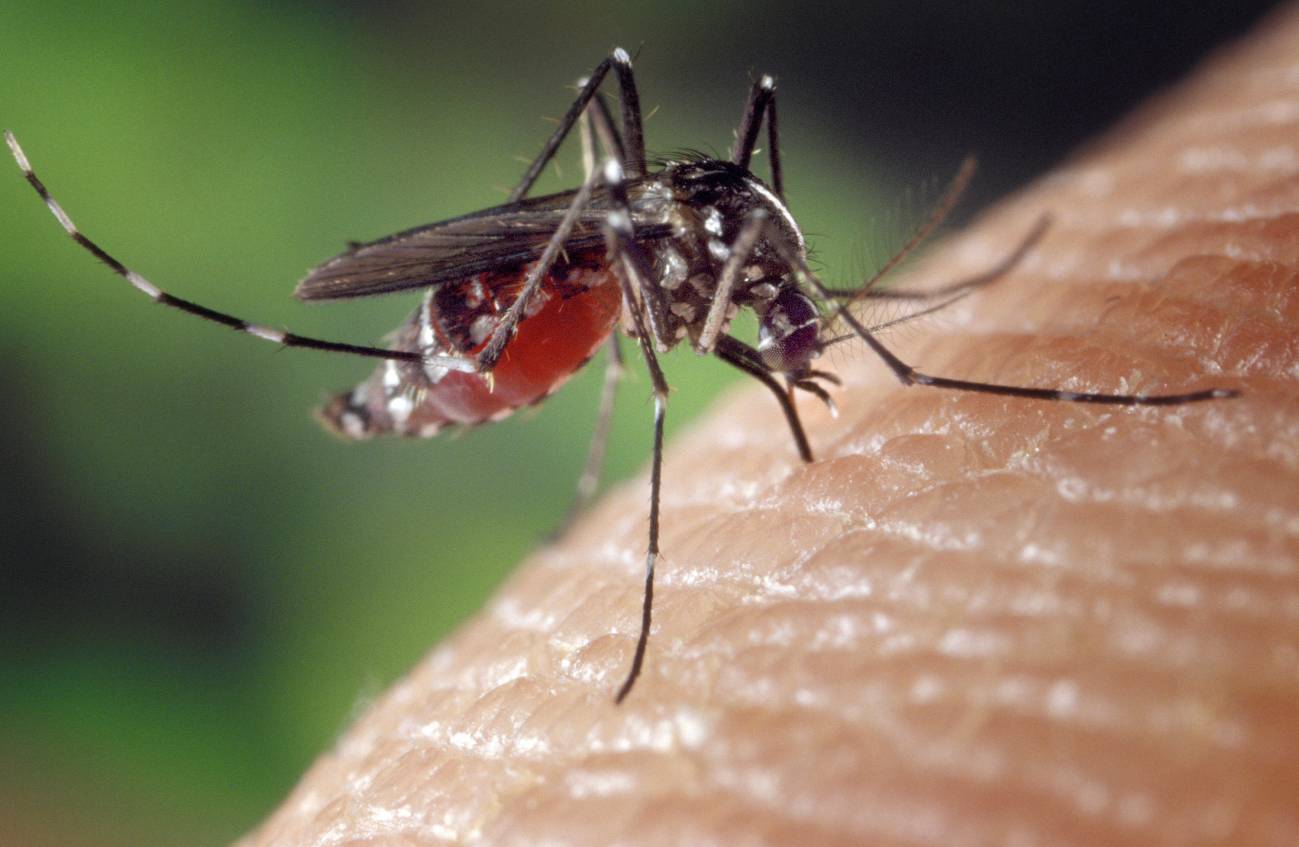 El clima local influye en la transmisión del dengue