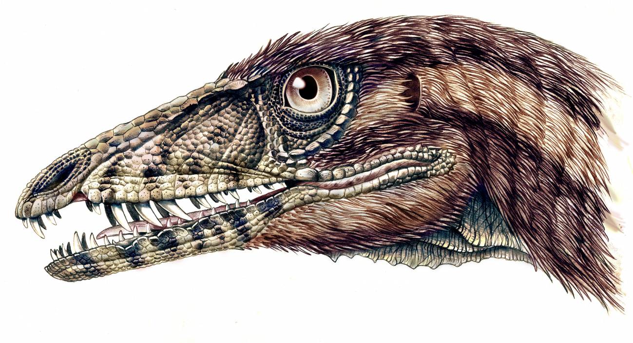 El hallazgo de un nuevo dinosaurio arroja luz sobre su evolución 