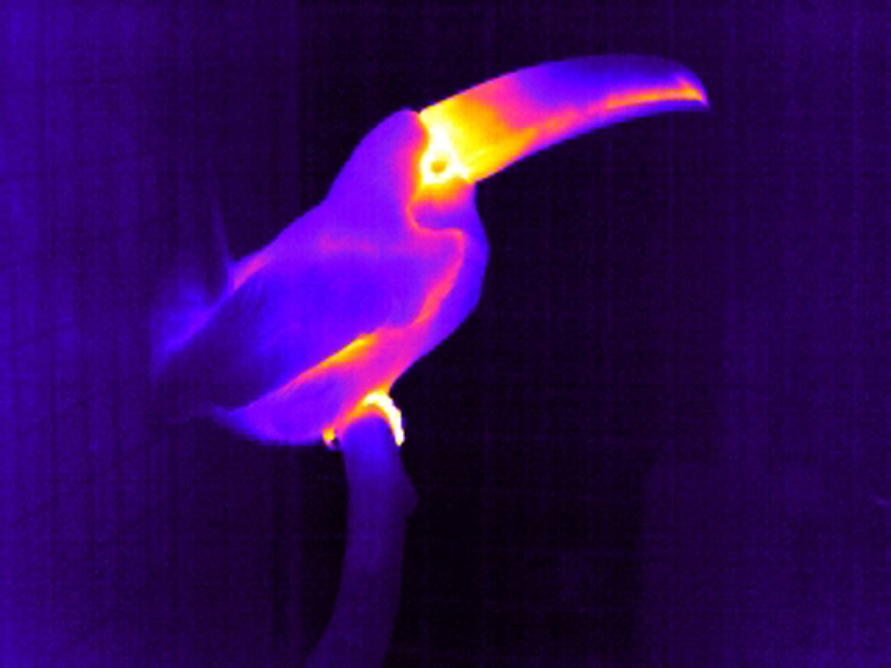 Un tucán visto con termografía infrarroja. 