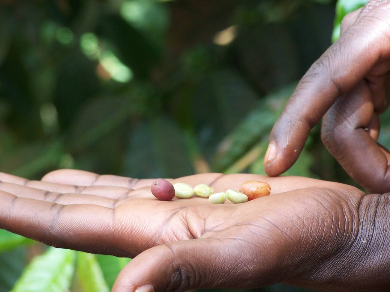 Estudian los efectos que tendrá el cambio climático sobre la agricultura del este de África