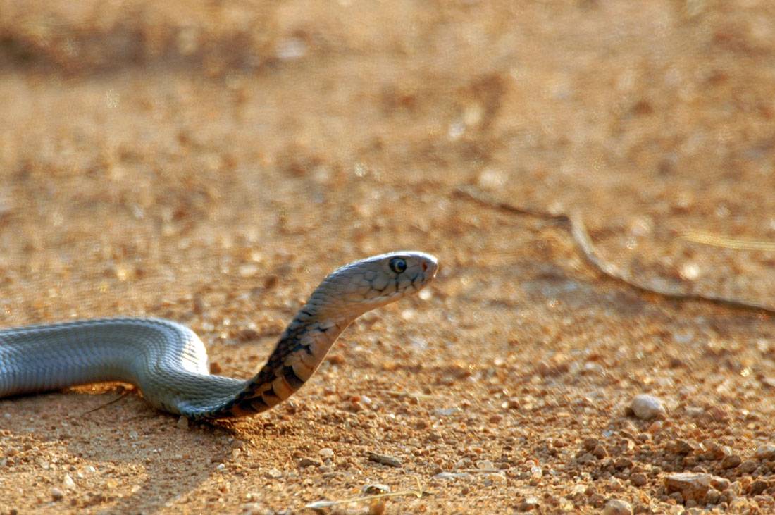 La cobra escupidora predice los movimientos de su ‘agresor’ para dirigir el veneno 