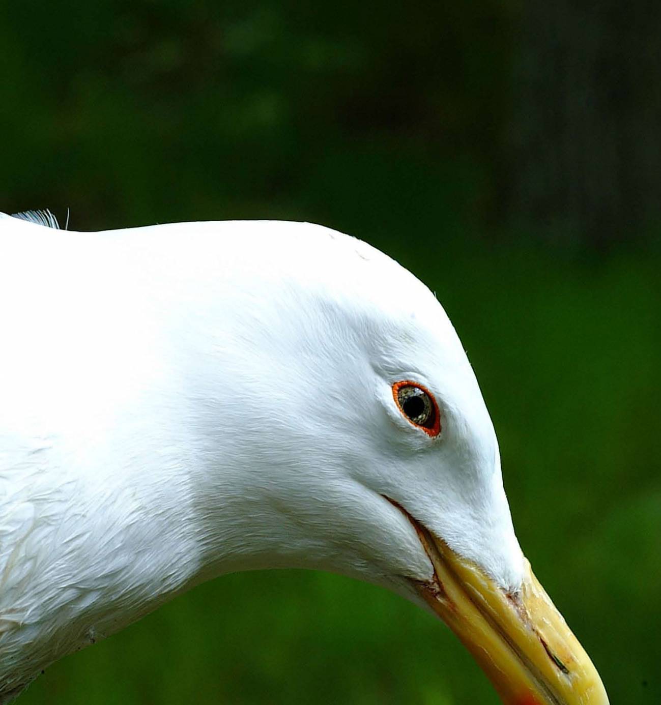 La falta de vitamina B1 provoca el declive de varias especies de aves europeas